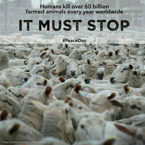 How Many Animal Does Vegan Farming Kill